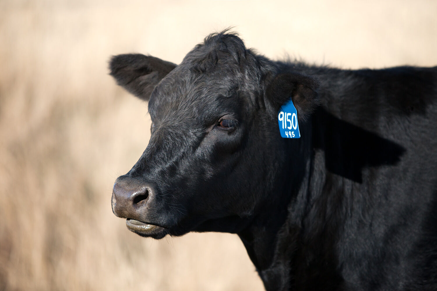 CC Cow Close Up